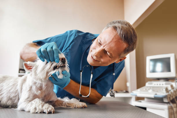 Best Same-Day Emergency Dental Services in Cobden, IL